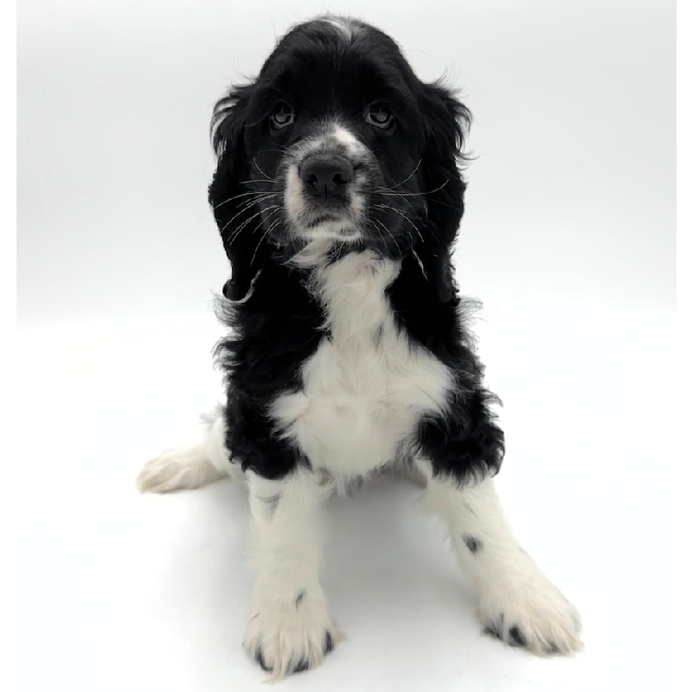 pet breed image