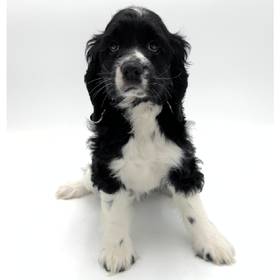 Cocker Spaniel