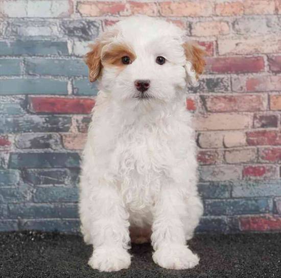 2nd Gen Mini Goldendoodle
