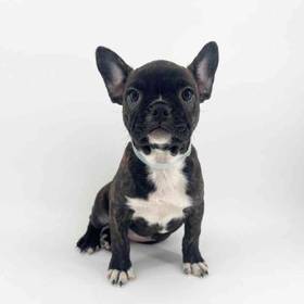 Frenchton