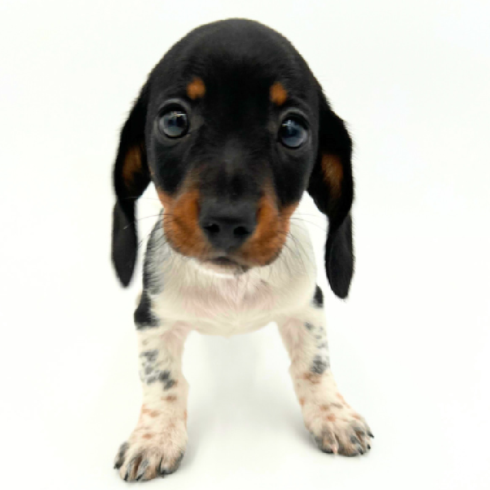 Male Dachshund Puppy for Sale in Marietta, GA