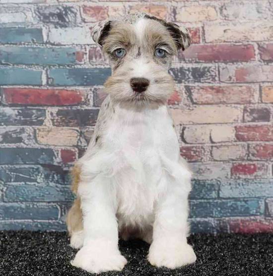 Mini Schnauzer
