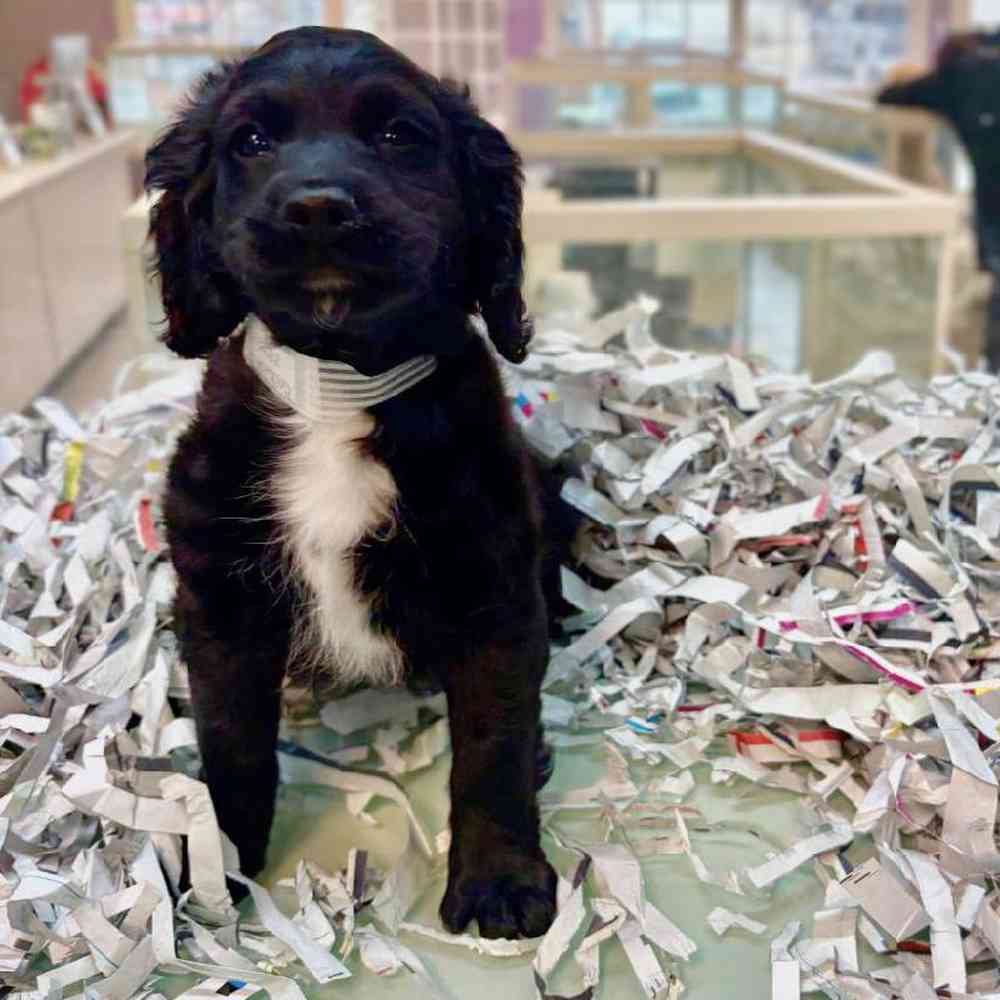 pet breed image