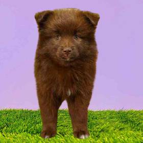 Pomsky