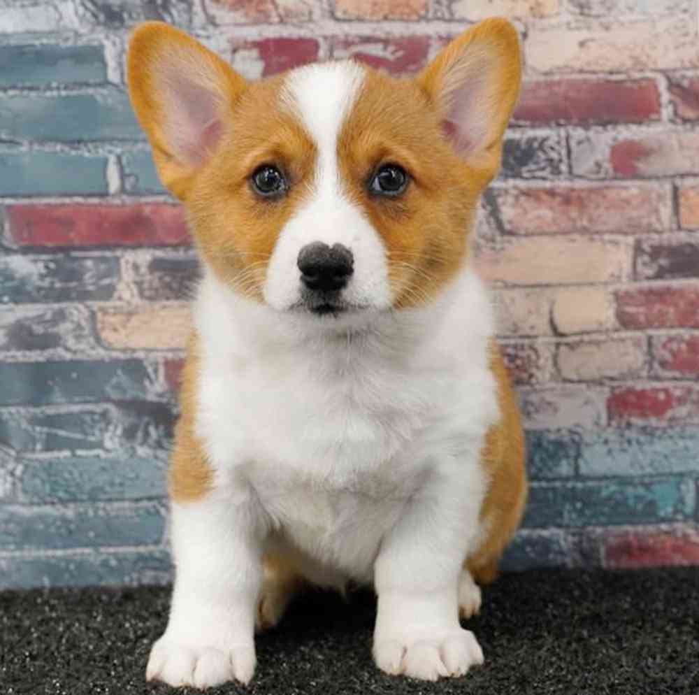 Image of a pet breed in the gallery