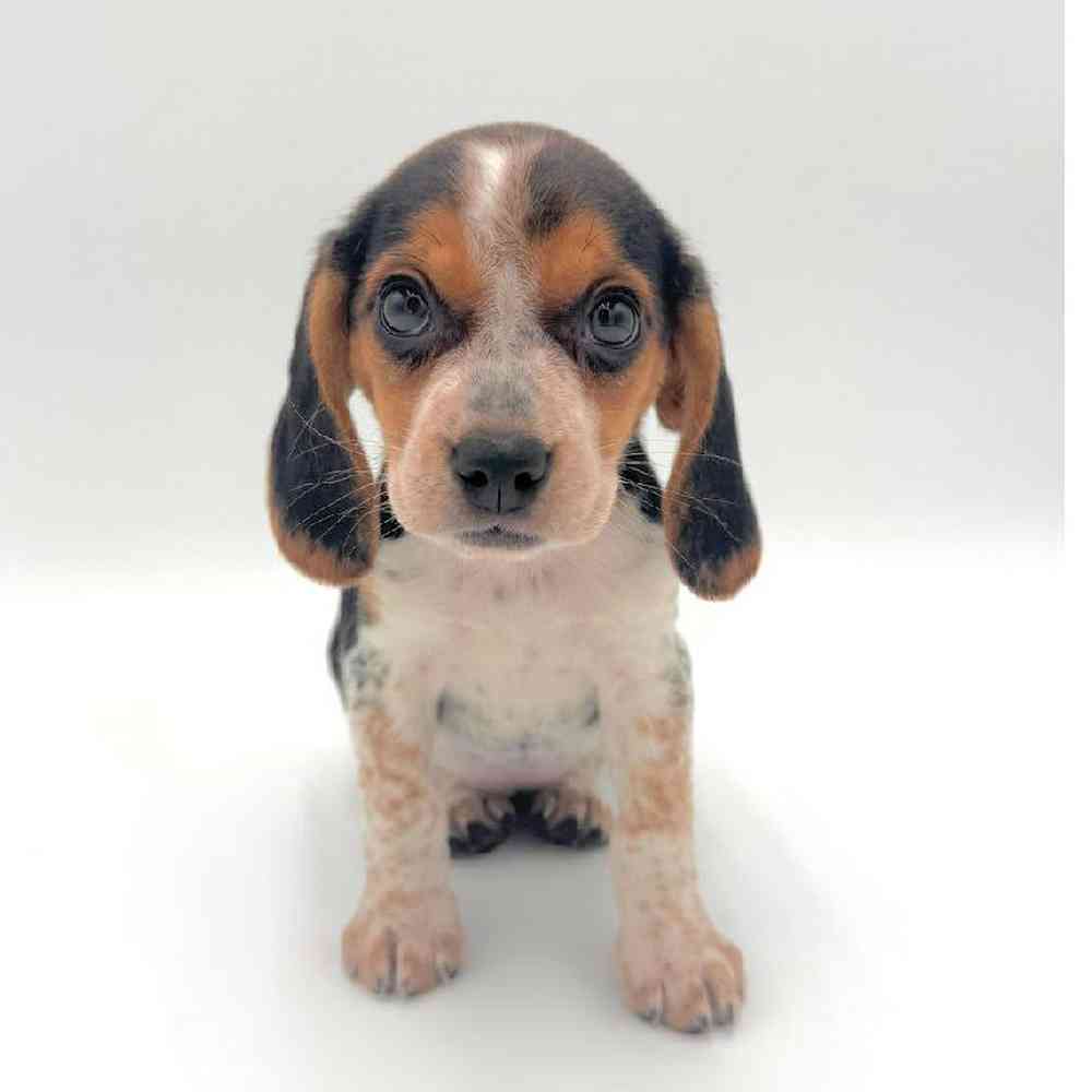 Image of a pet breed in the gallery