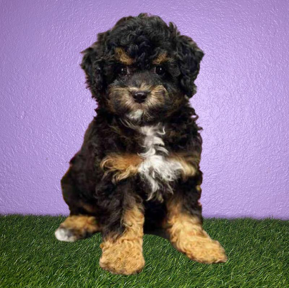 Male Poodle Puppy for sale