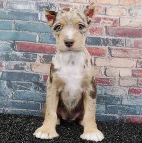 Mini Schnauzer
