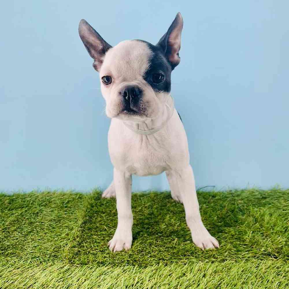 Image of a pet breed in the gallery