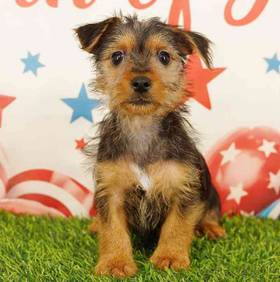 Silky Terrier