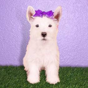 West Highland White Terrier