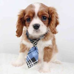 Cavalier King Charles Spaniel
