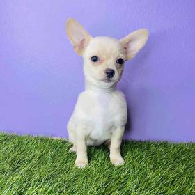 Chiweenie