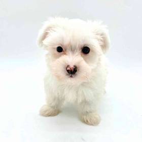 Coton De Tulear