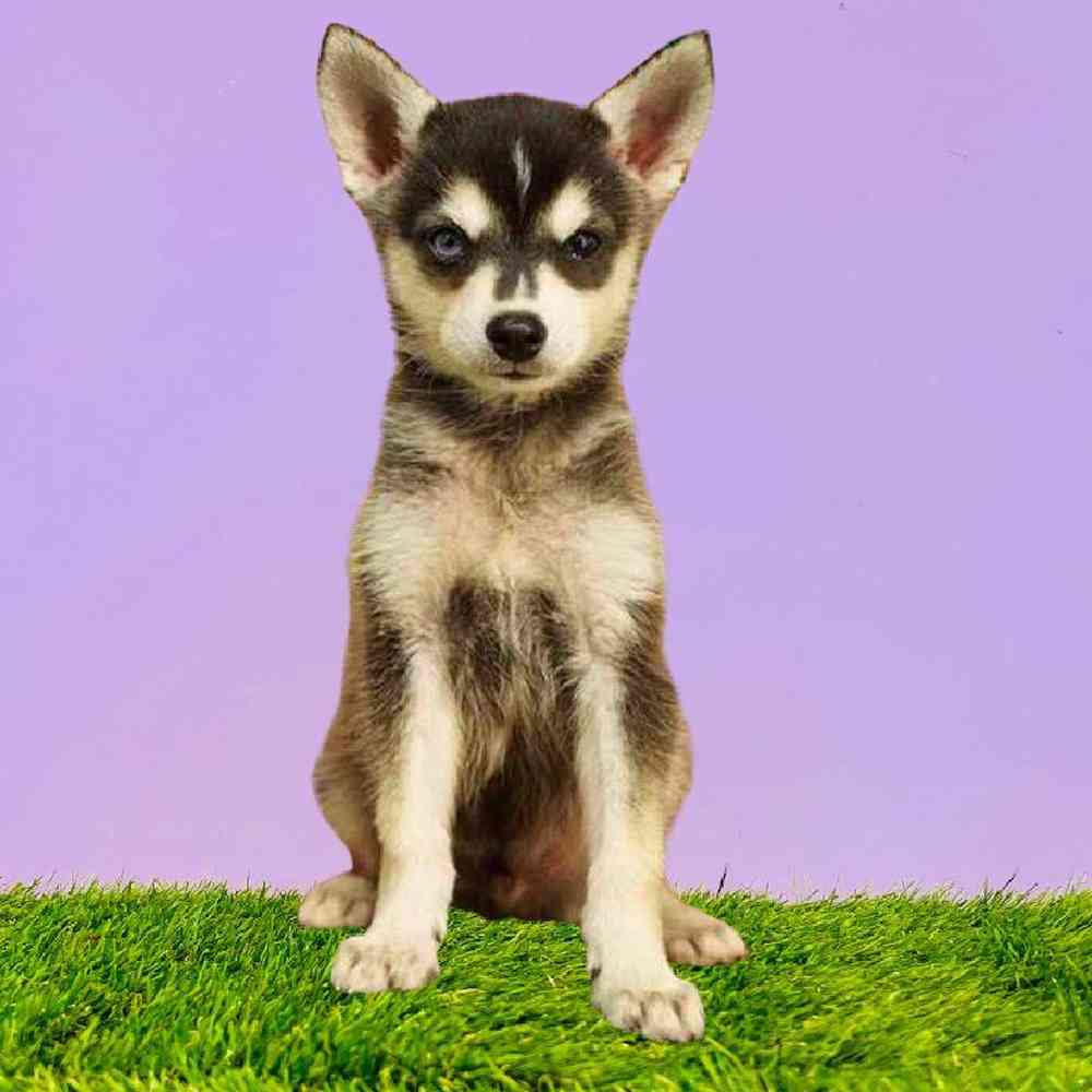Male Alaskan Klee Kai Puppy for Sale in Puyallup, WA