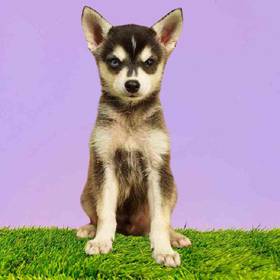 Alaskan Klee Kai