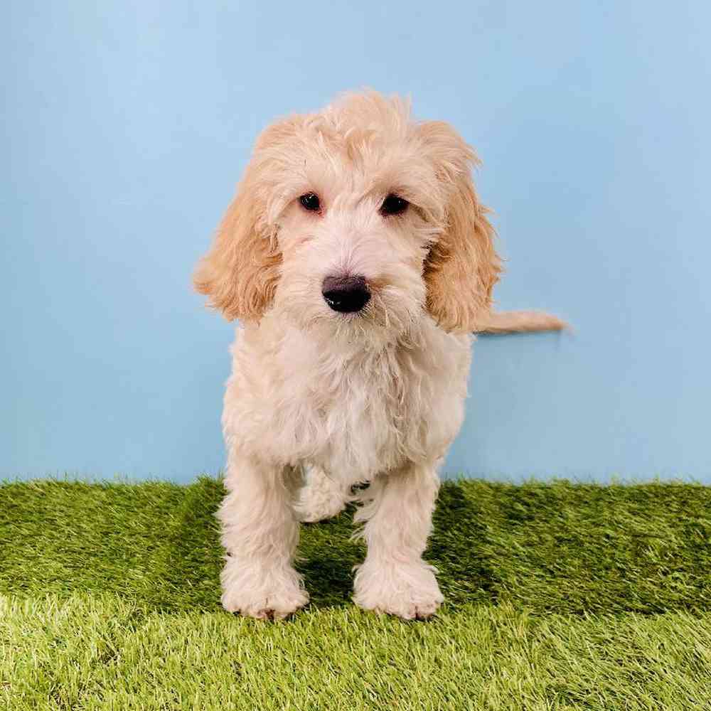 Image of a pet breed in the gallery