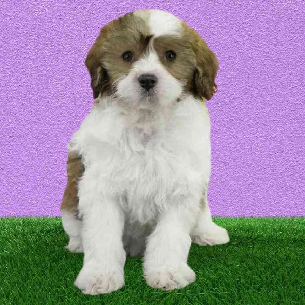 carousel pet images