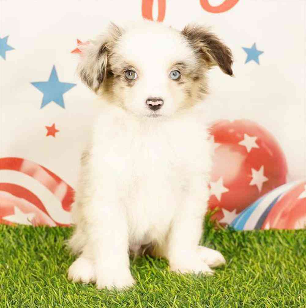 Image of a pet breed in the gallery