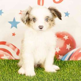Mini Australian Shepherd