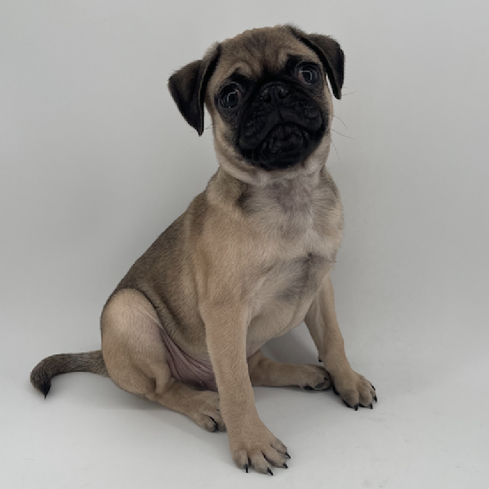 Image of a pet breed in the gallery