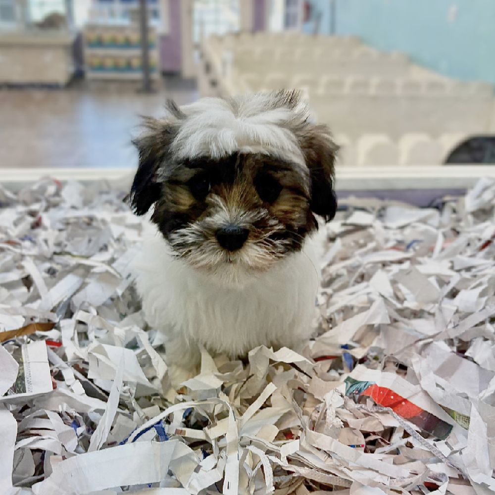 Image of a pet breed in the gallery