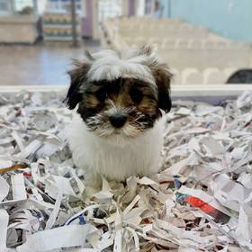 Coton De Tulear