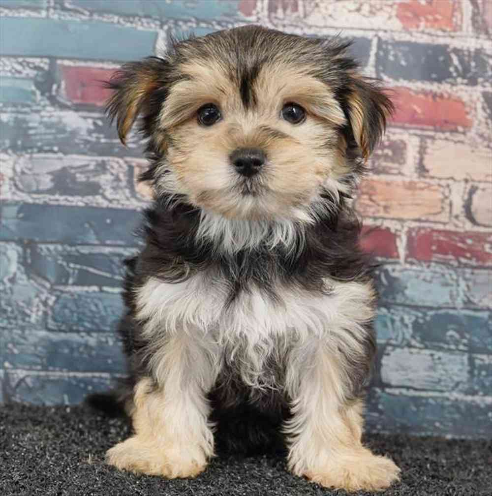 Image of a pet breed in the gallery