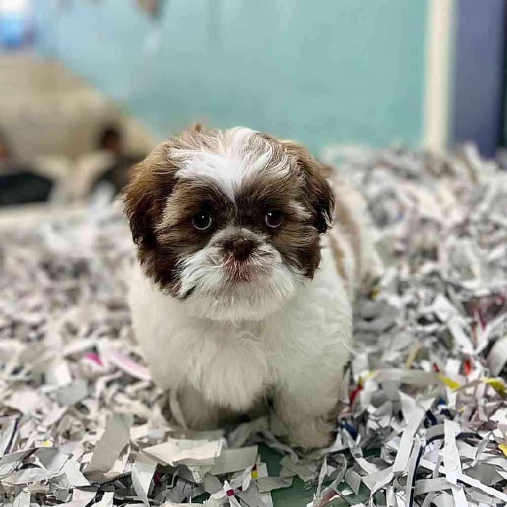 carousel pet images