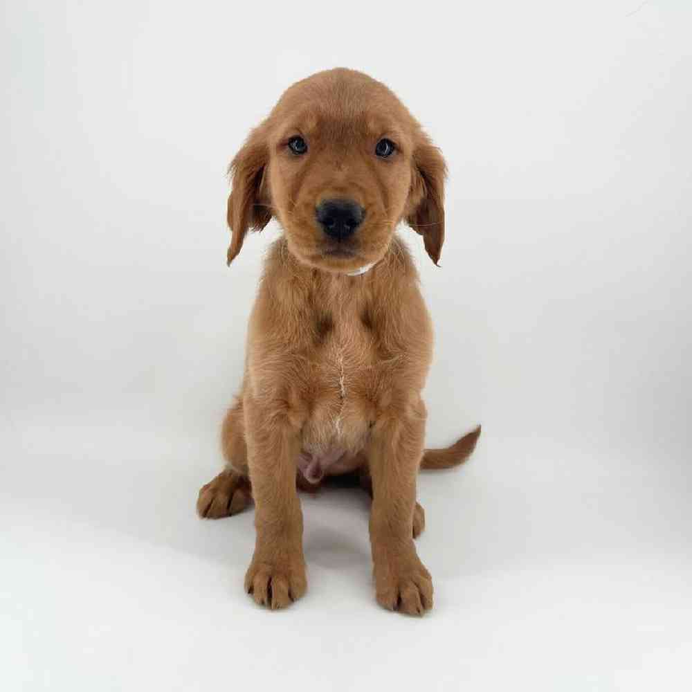 Image of a pet breed in the gallery