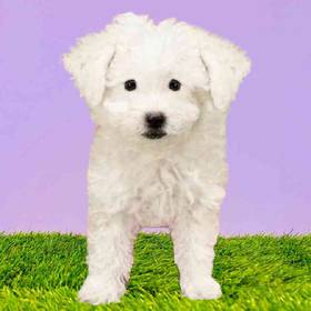 Bichon