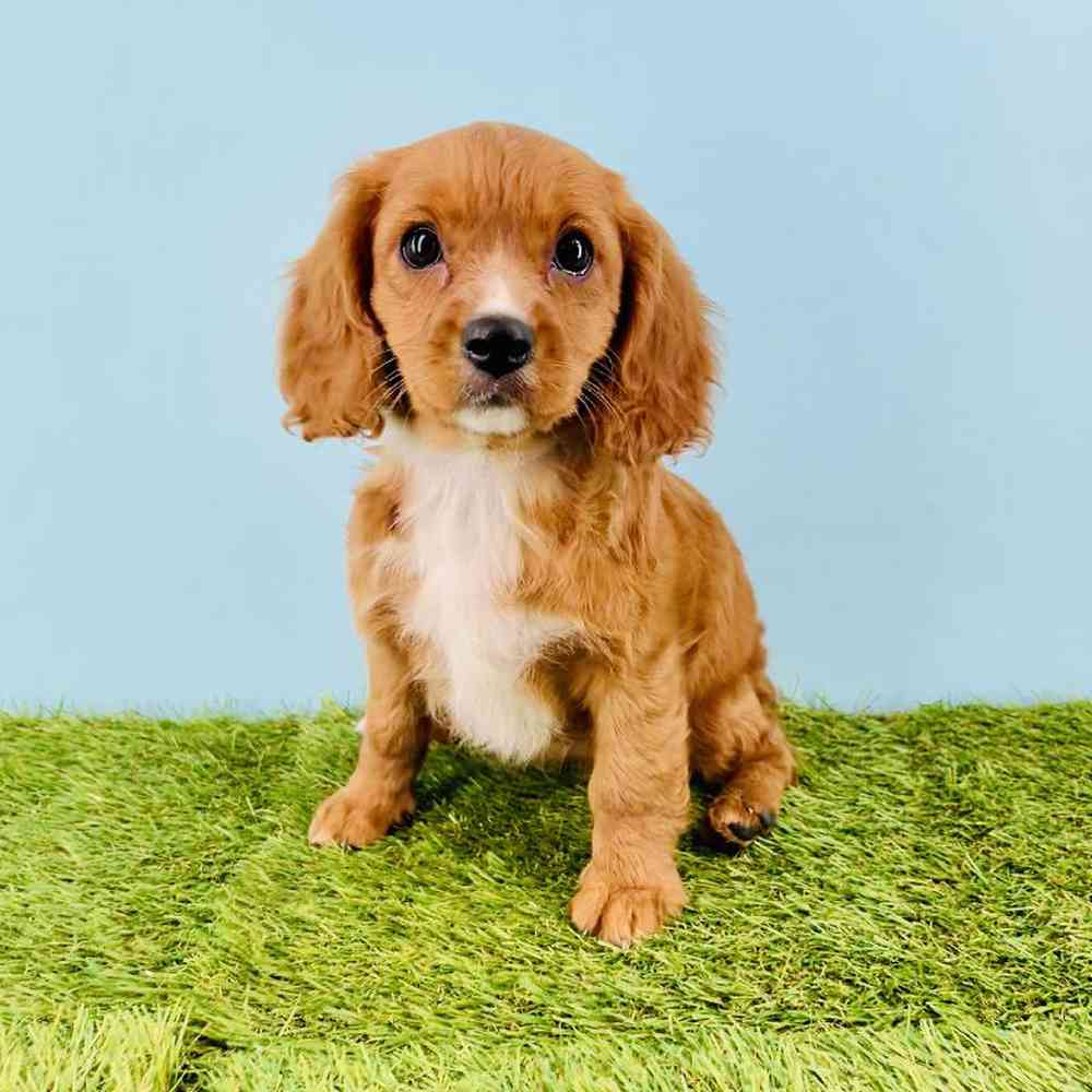 Image of a pet breed in the gallery