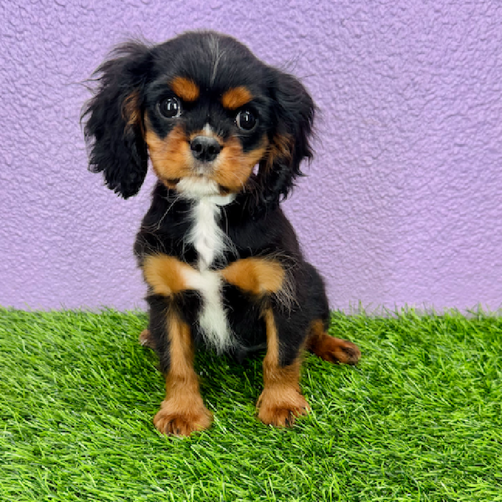 Image of a pet breed in the gallery
