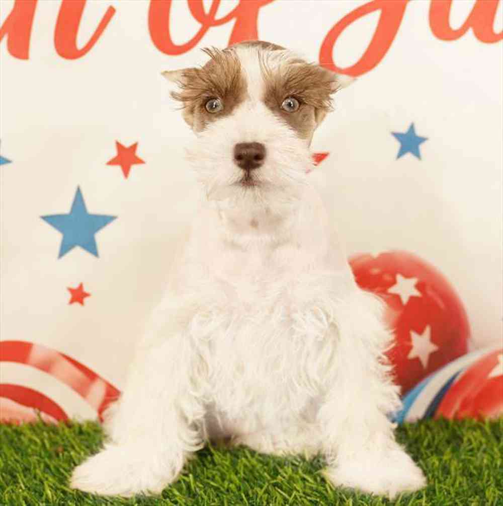 Image of a pet breed in the gallery