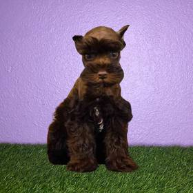 Mini Schnauzer