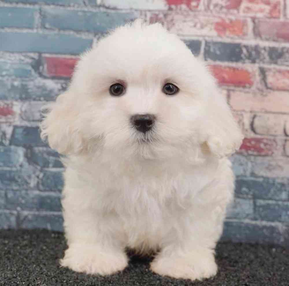 Image of a pet breed in the gallery