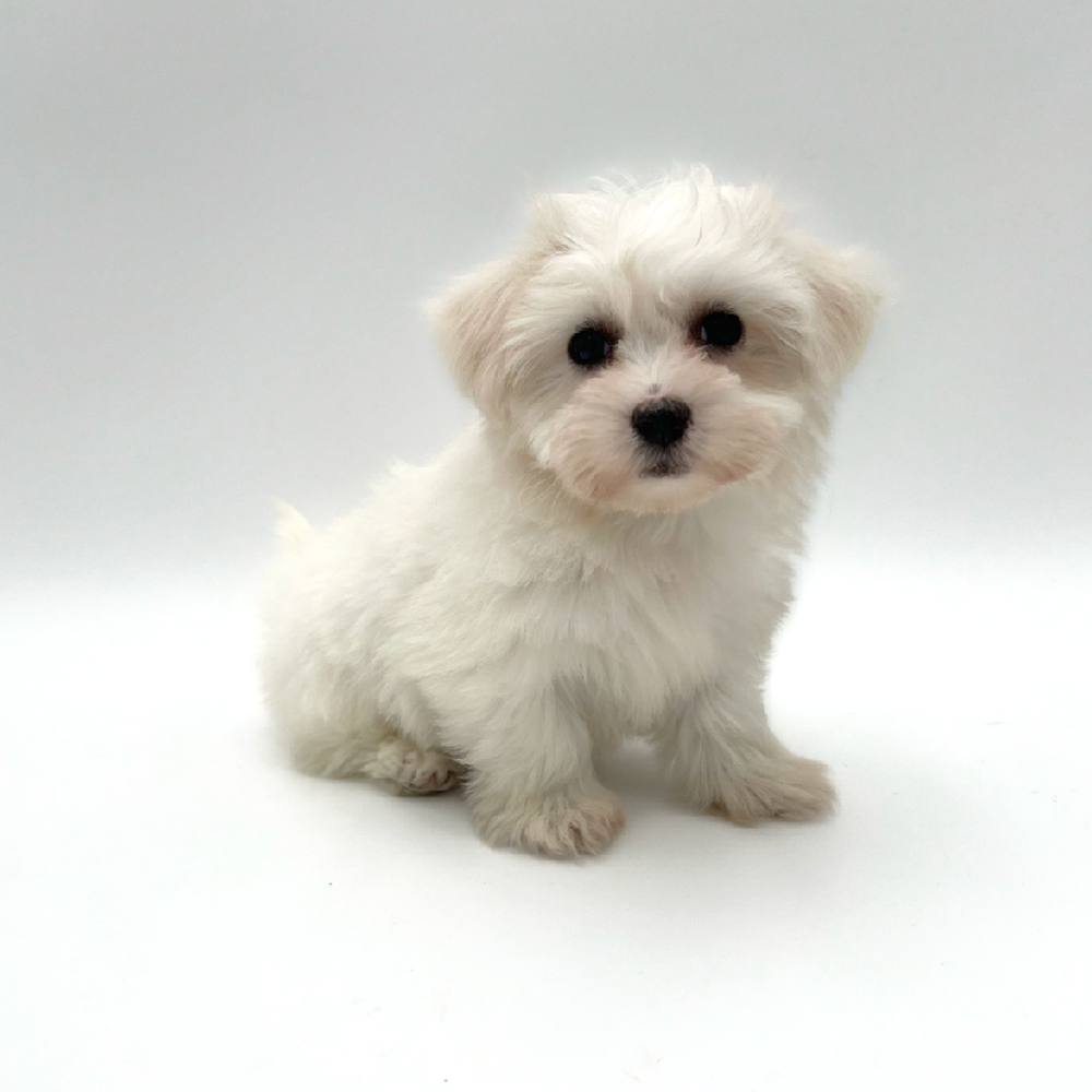 Female Coton De Tulear Puppy for Sale in San Antonio, TX