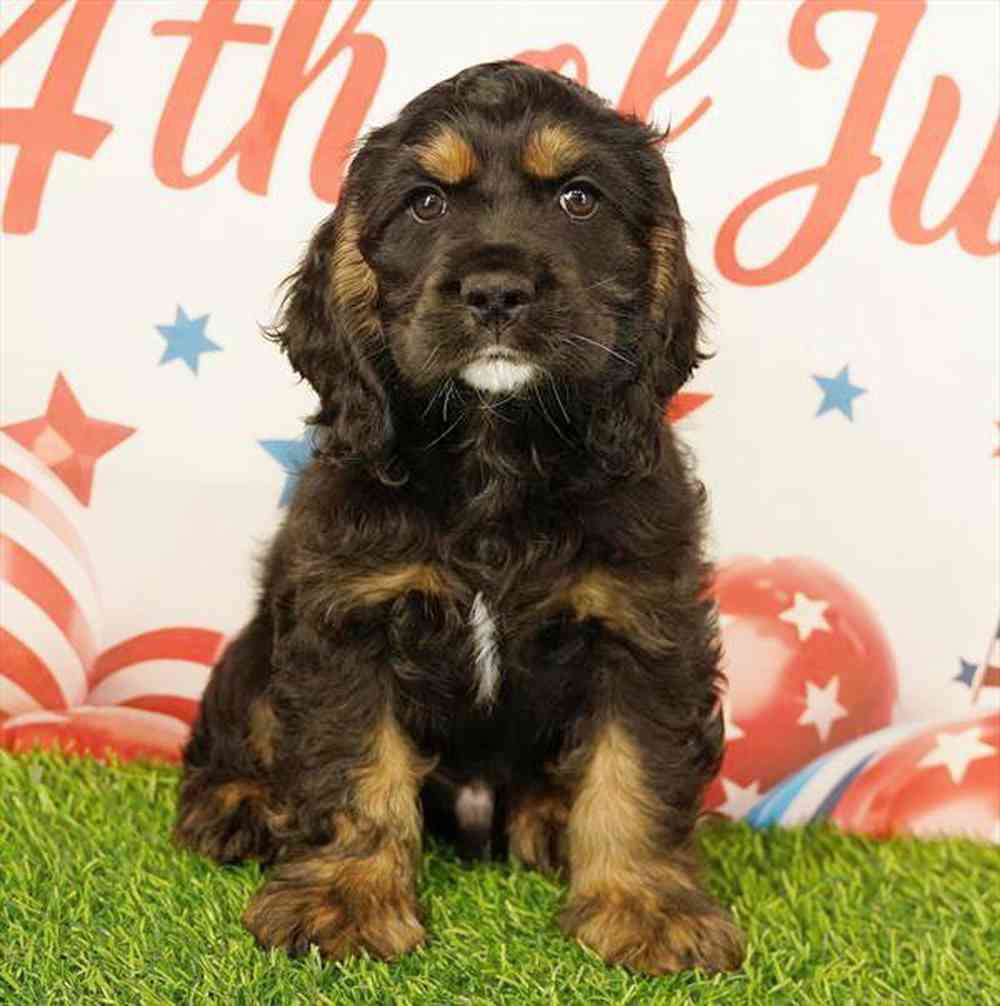 Image of a pet breed in the gallery