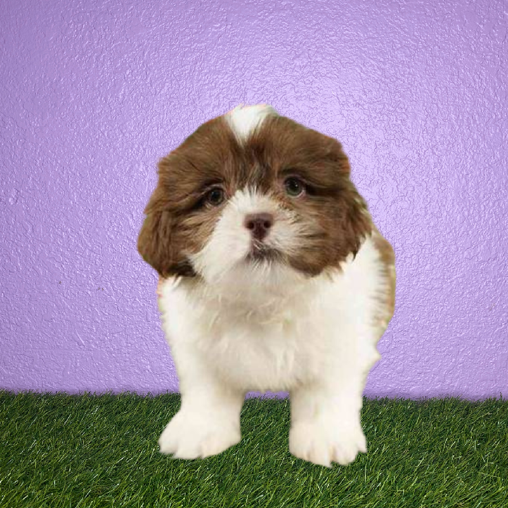 carousel pet images