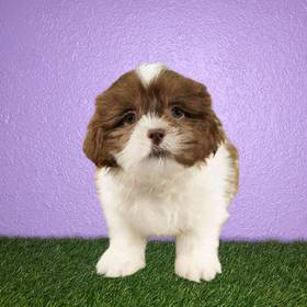 Shih Tzu