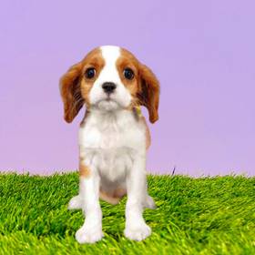 Cavalier King Charles Spaniel