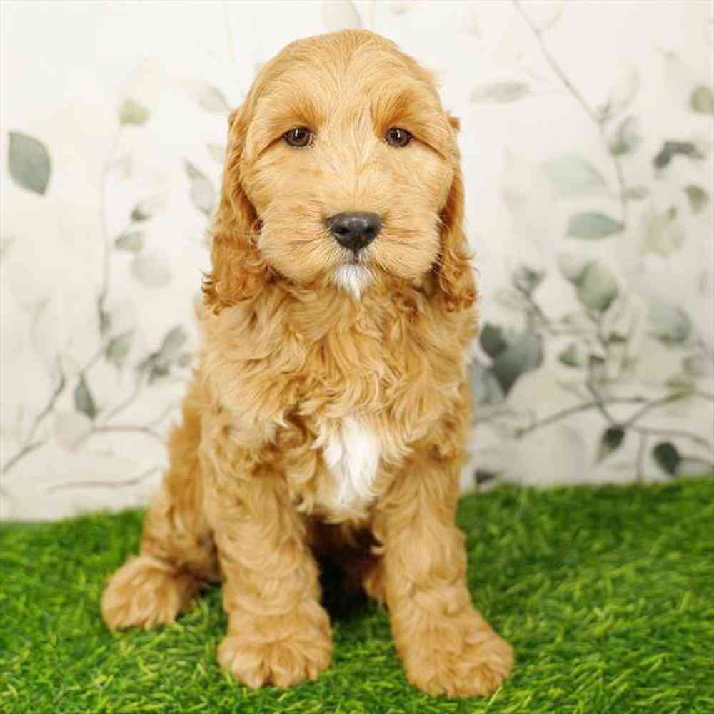 Image of a pet breed in the gallery