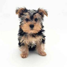 Yorkie