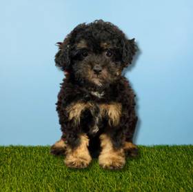 Poodle