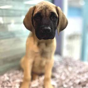 English Mastiff