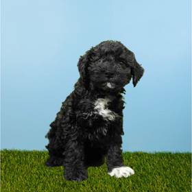 2nd Gen Mini Goldendoodle