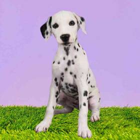 Dalmatian