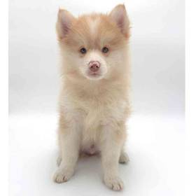 Pomsky