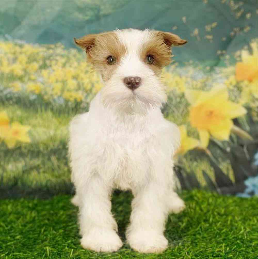 Image of a pet breed in the gallery