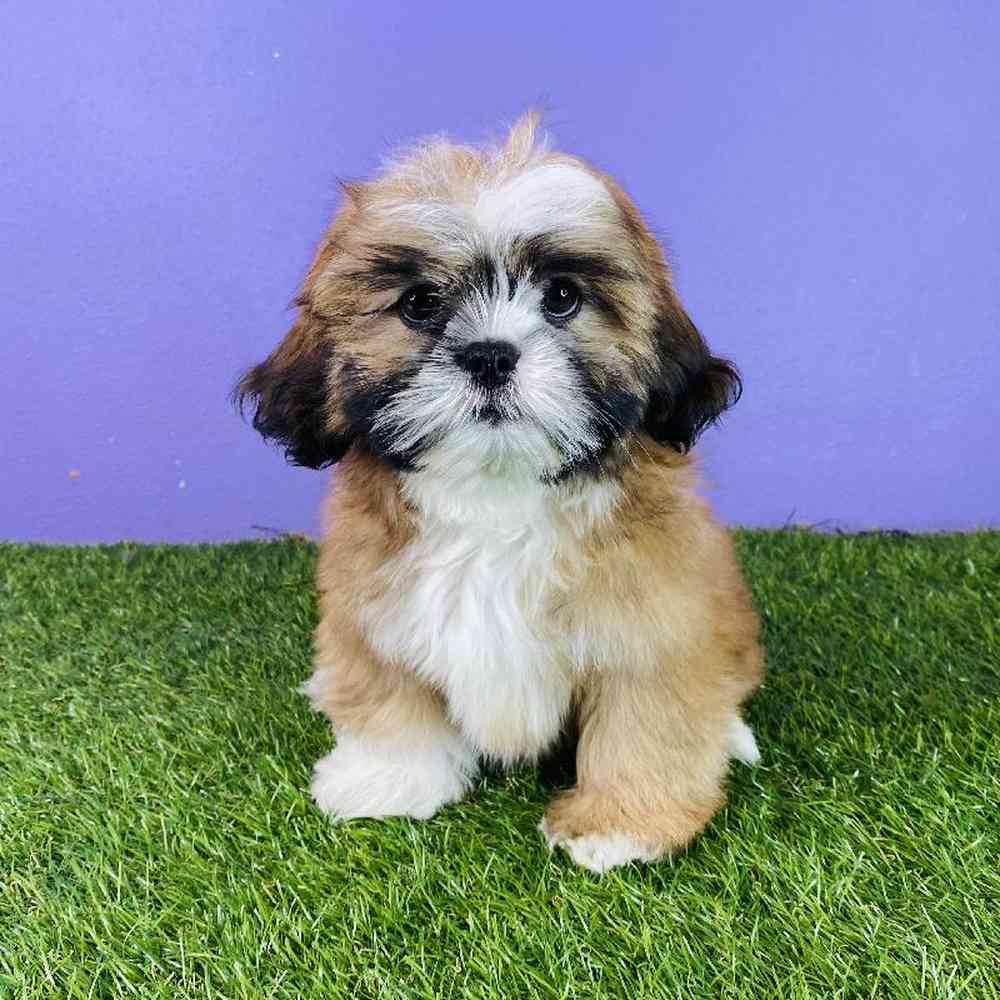 carousel pet images